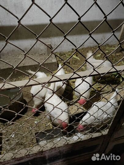 Куры несушки