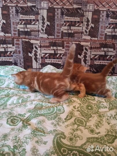 Рыжие хвостики в добрые руки