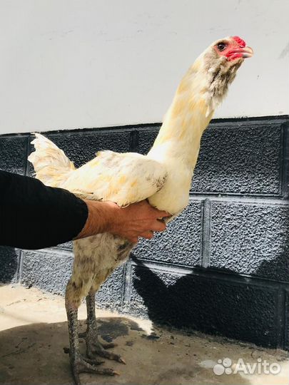 Куры Гергебильские