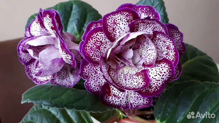 Лист глоксинии укорененный, детки