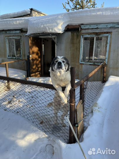 Собака в добрые руки отдам бесплатно