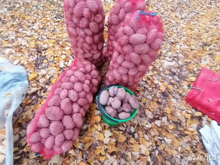 Продам картофель с доставкой