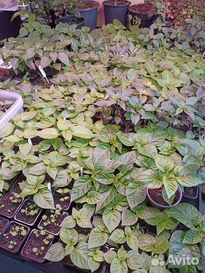 Рассада острых и экстремально острых перцев