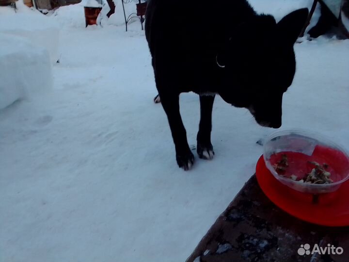 Собака в добрые руки