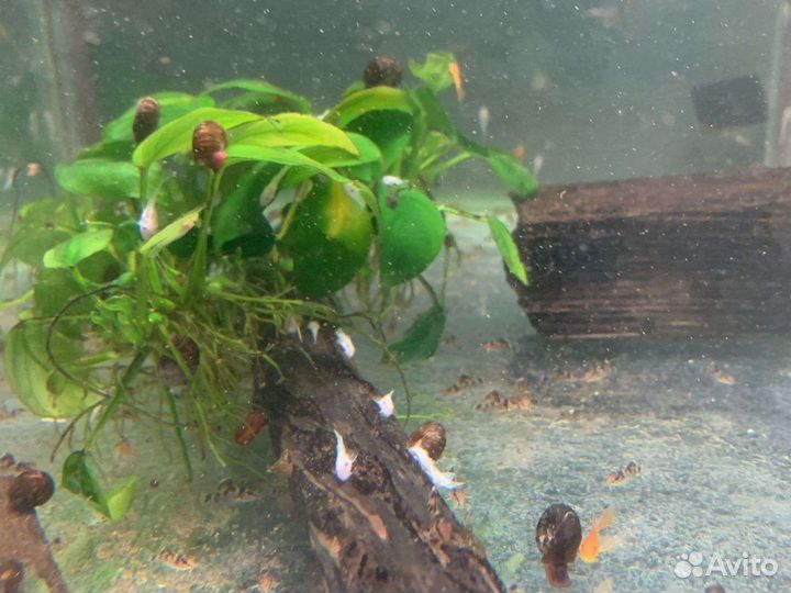 Анциструс,гуппи,меченосец,аквариумные рыбки