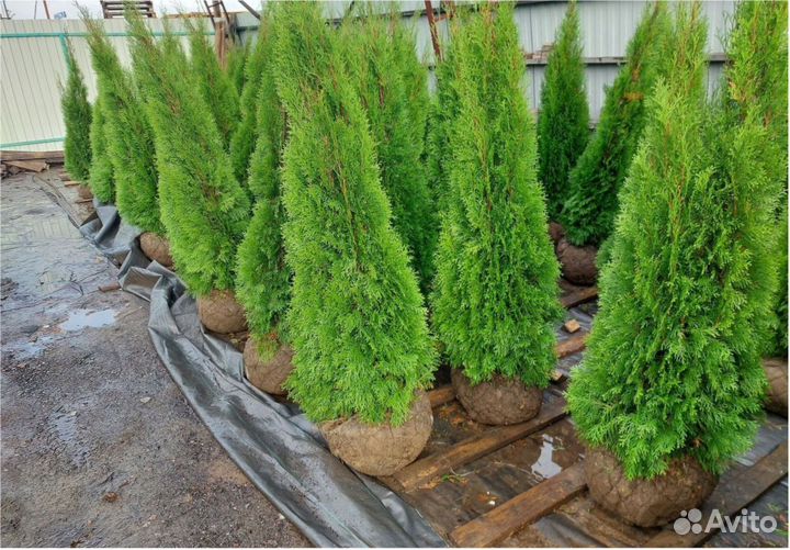 Кедр сибирский Сосна Туя Смарагд всех размеров Ель