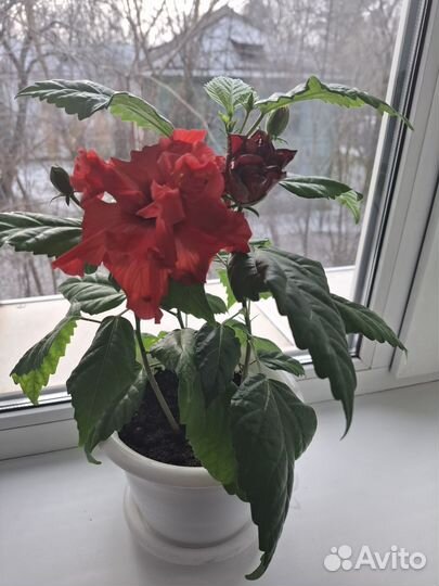 Комнатные цветы