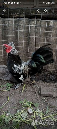 Петушок карликовый Бентамка