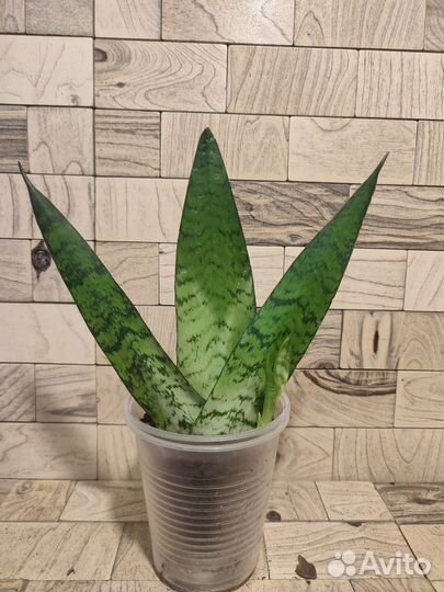 Сансевиерия зейланика фан