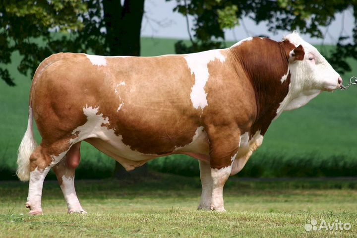 Быки на откорм