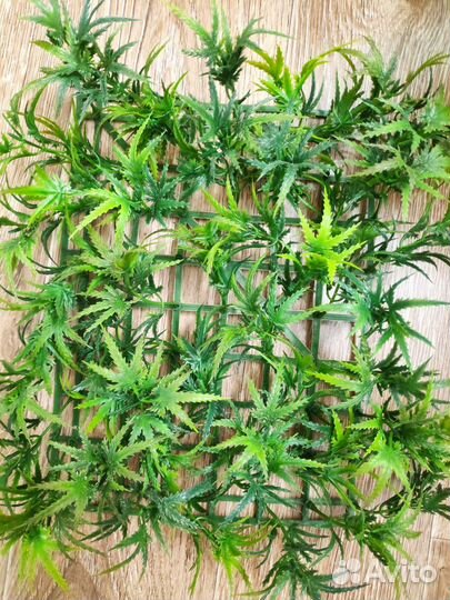 Аквариумные растения