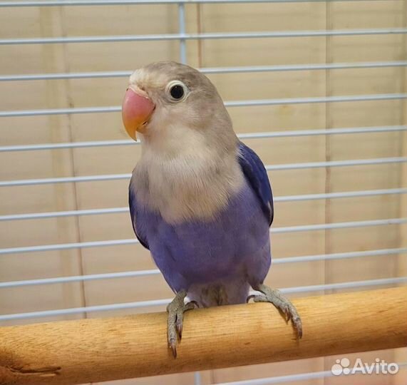 Неразлучники Фишера и Масковые фиолетовые и чёрные