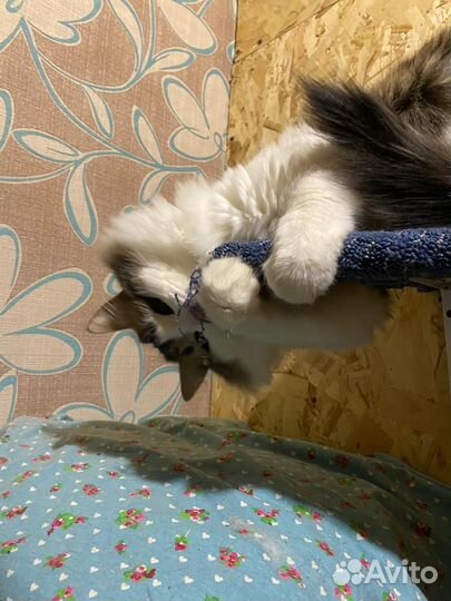 Кошка Кассандра в добрые руки