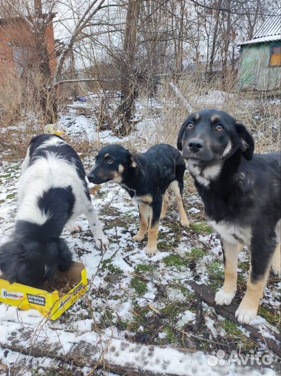 Отдам в добрые руки