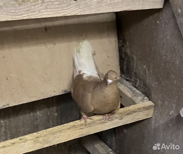 Ижевские голуби