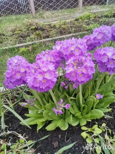 Многолетние цветы