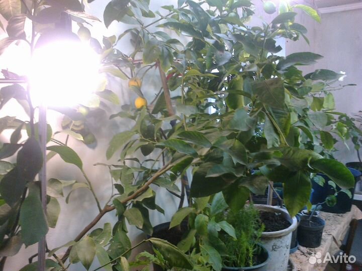 Цитрусовые комнатные растения