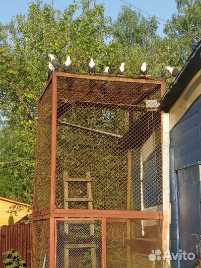 Голуби киевские светляки черные