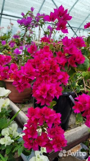 Бугенвиллия