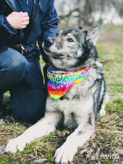 Собака бесплатно в добрые руки