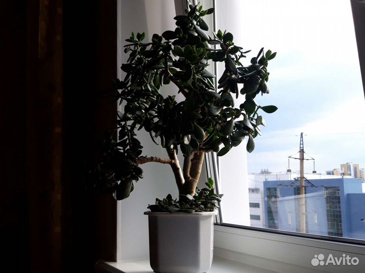 Толстянка (денежное дерево), Пеперомия, Фикус