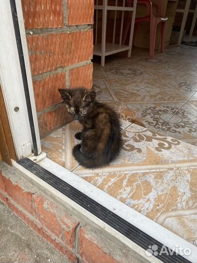 Котята бесплатно