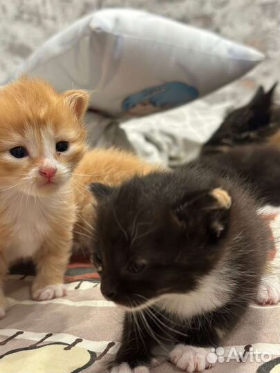 Котёнок