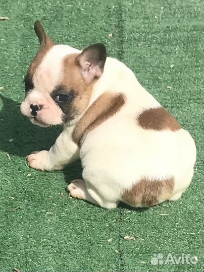 Французики