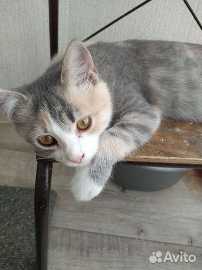 Кошки бесплатно