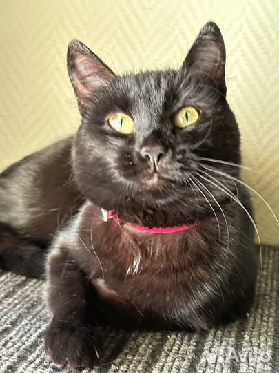 Кошка Бонечка