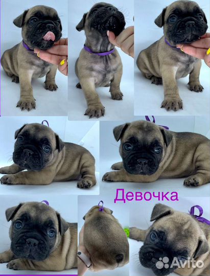 Щенки Французского бульдога