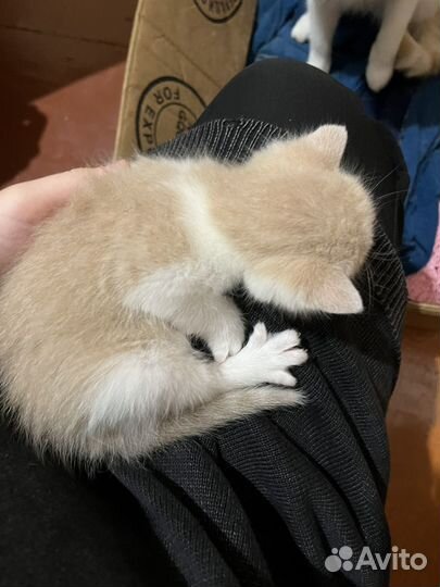 Котёнок бесплатно