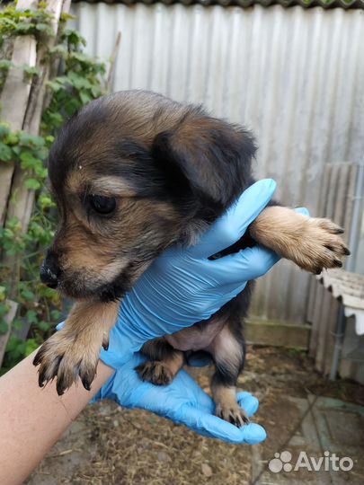 Отдам щенков в добрые руки