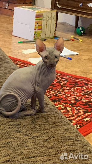 Канадский сфинкс