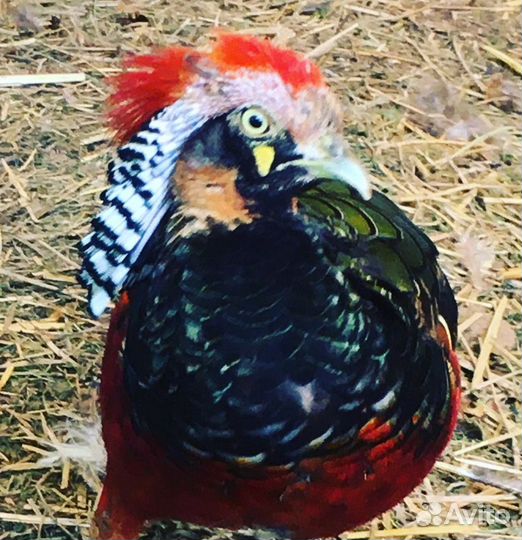 Фазаны алмазные