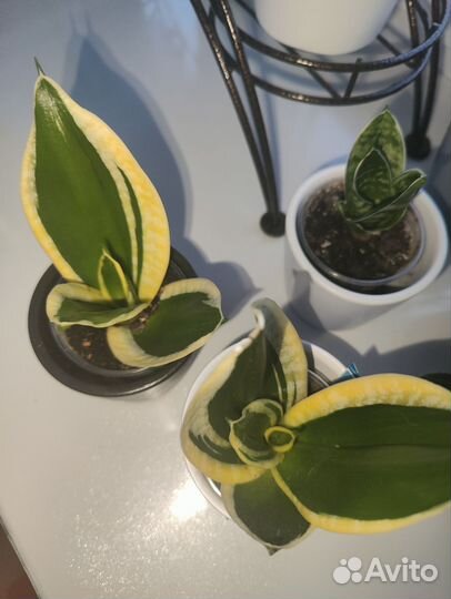 Сансевиерия. Редкие сорта