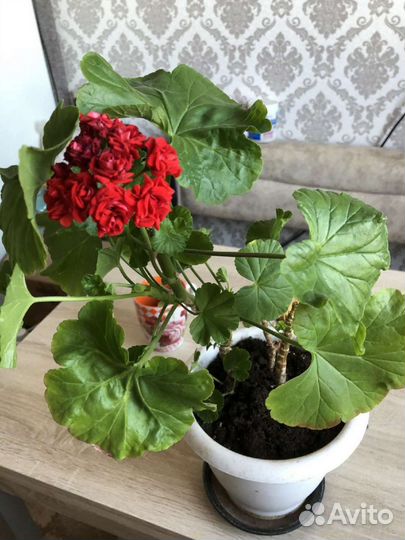 Пеларгония герань