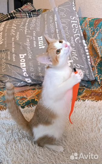 Котёнок девочка в ответственные ручки