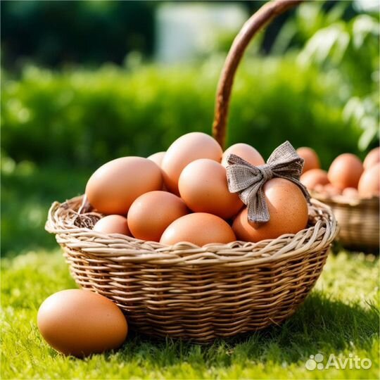 Куриные яйца домашние