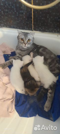 Котята майкун
