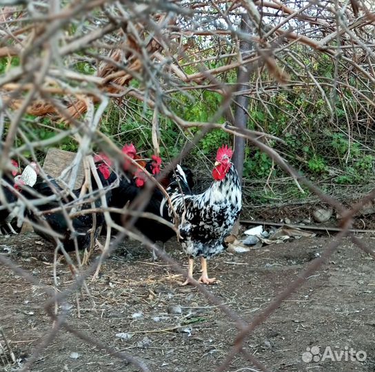 Яйцо инкубационное: Австралорп ч/п, мускусные утки
