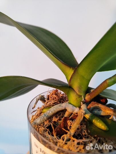 Орхидея фаленопсис green earth yo54