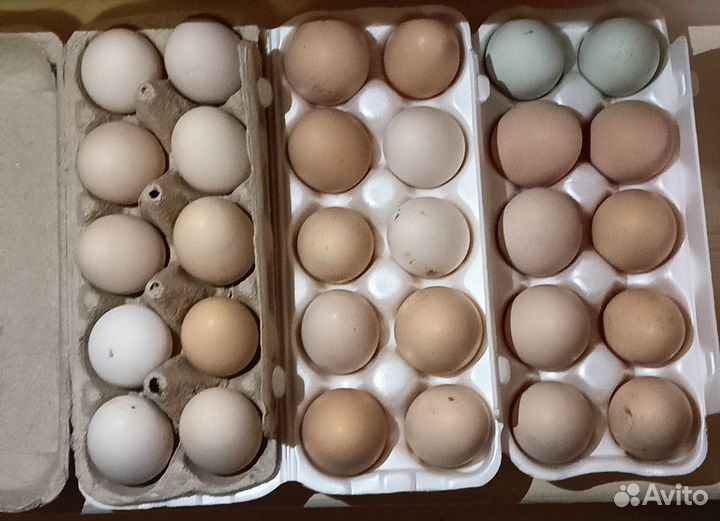 Инкубационное яйцо кур