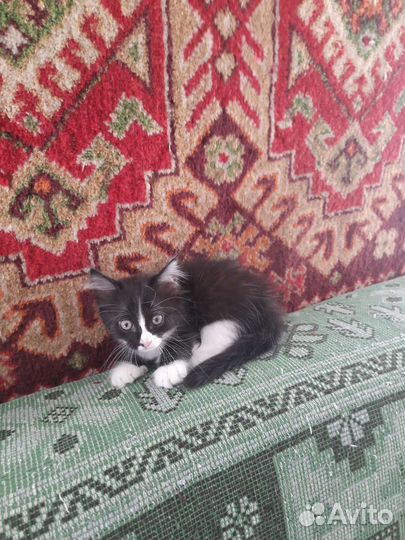 Кошка в дар бесплатно