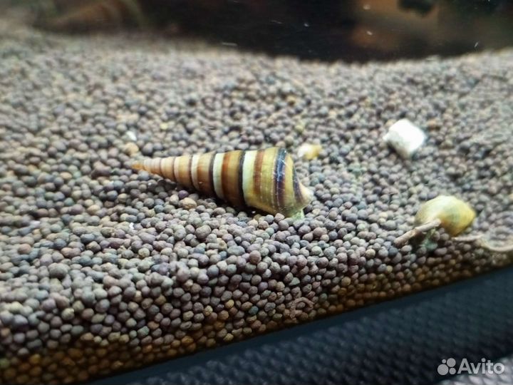 Улитки Геркулес