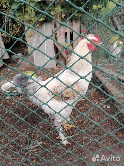 Куры петухи