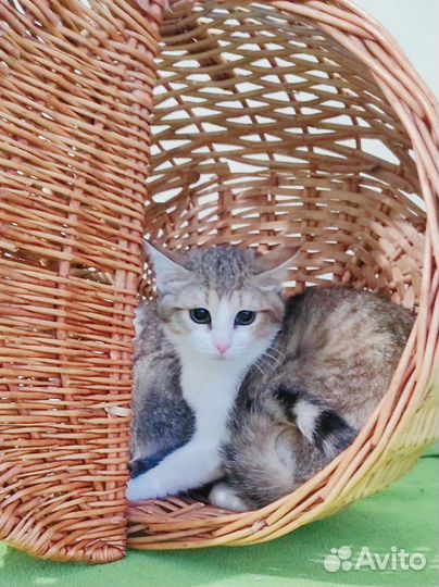 Прелестные котятки в добрые ручки