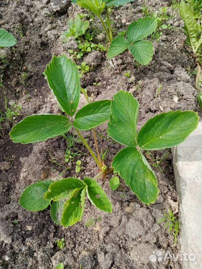 Усы клубники