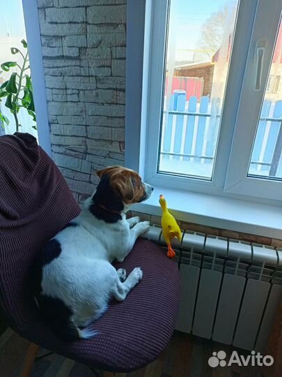 Вязка джек Рассел терьер