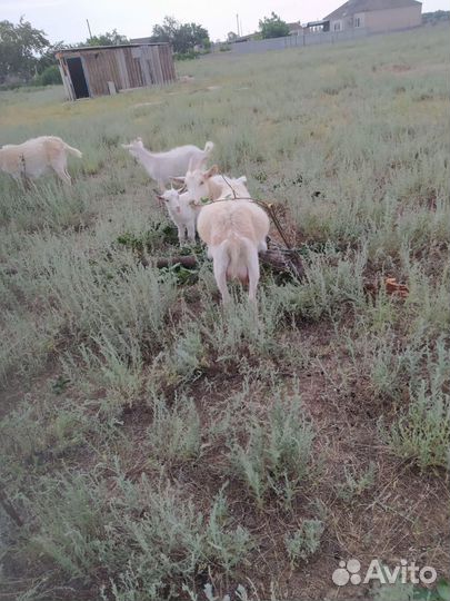 Зааненские козы дойные